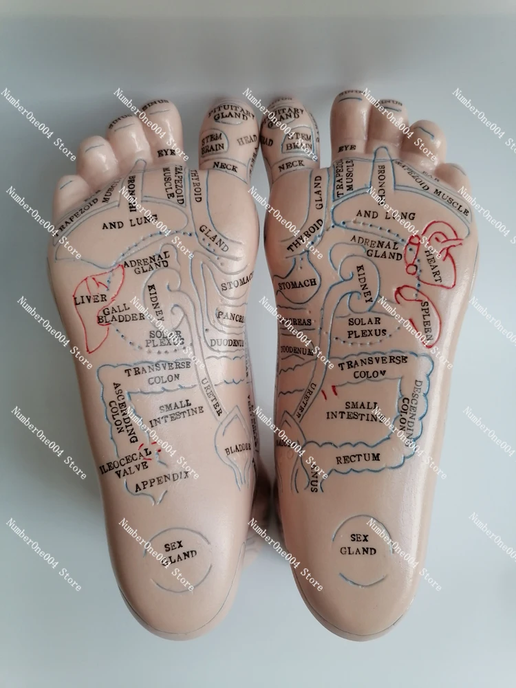 20ซม.โซนสะท้อนเท้ารุ่นนวดเท้ารุ่นAcupointเท้าจีนโบราณจีนรุ่นภาษาอังกฤษ