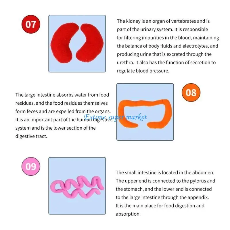 090B Educational Interactive Human Body Model Cognition Toy Discover Body Organs