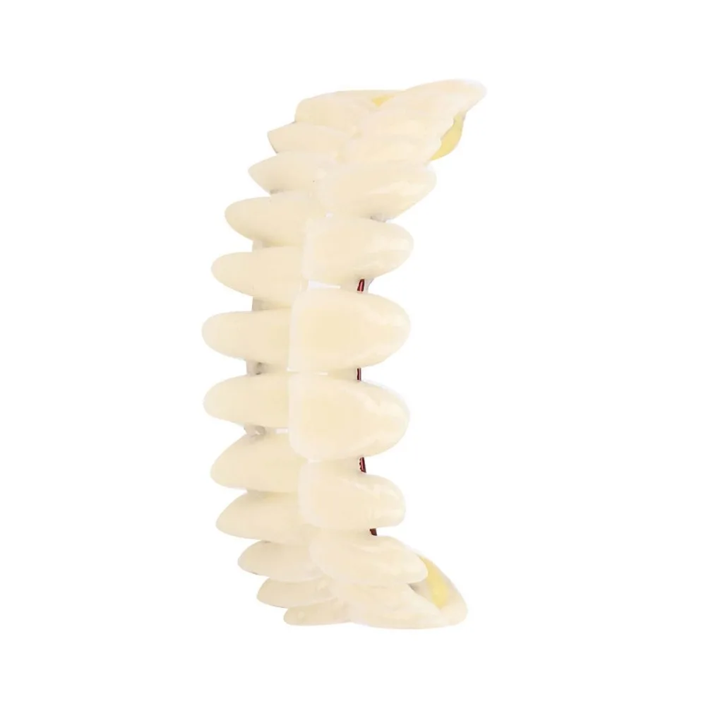 1Pair Resin Dental Teeth Teaching Model Dental Supply Removable DIY False Teeth Teaching Complete Denture Teeth