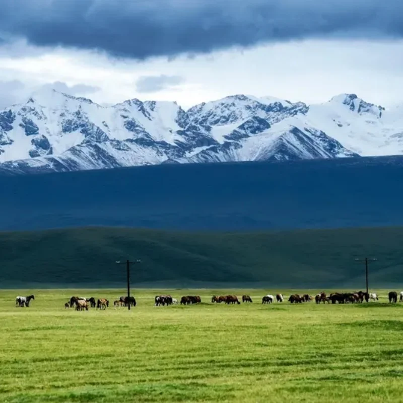 Holybro PM03D Power…