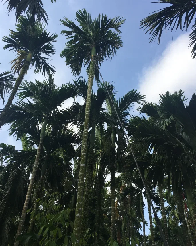 coconut fruit mango picker harvesting poles/carbon fiber oil palm plucking telescopic poles with sickles