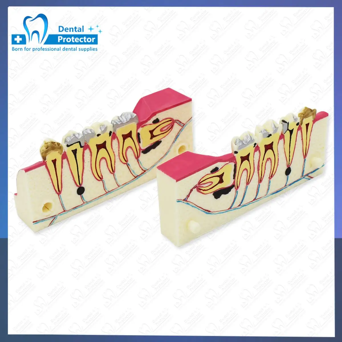 Dental Teaching Mod… - image