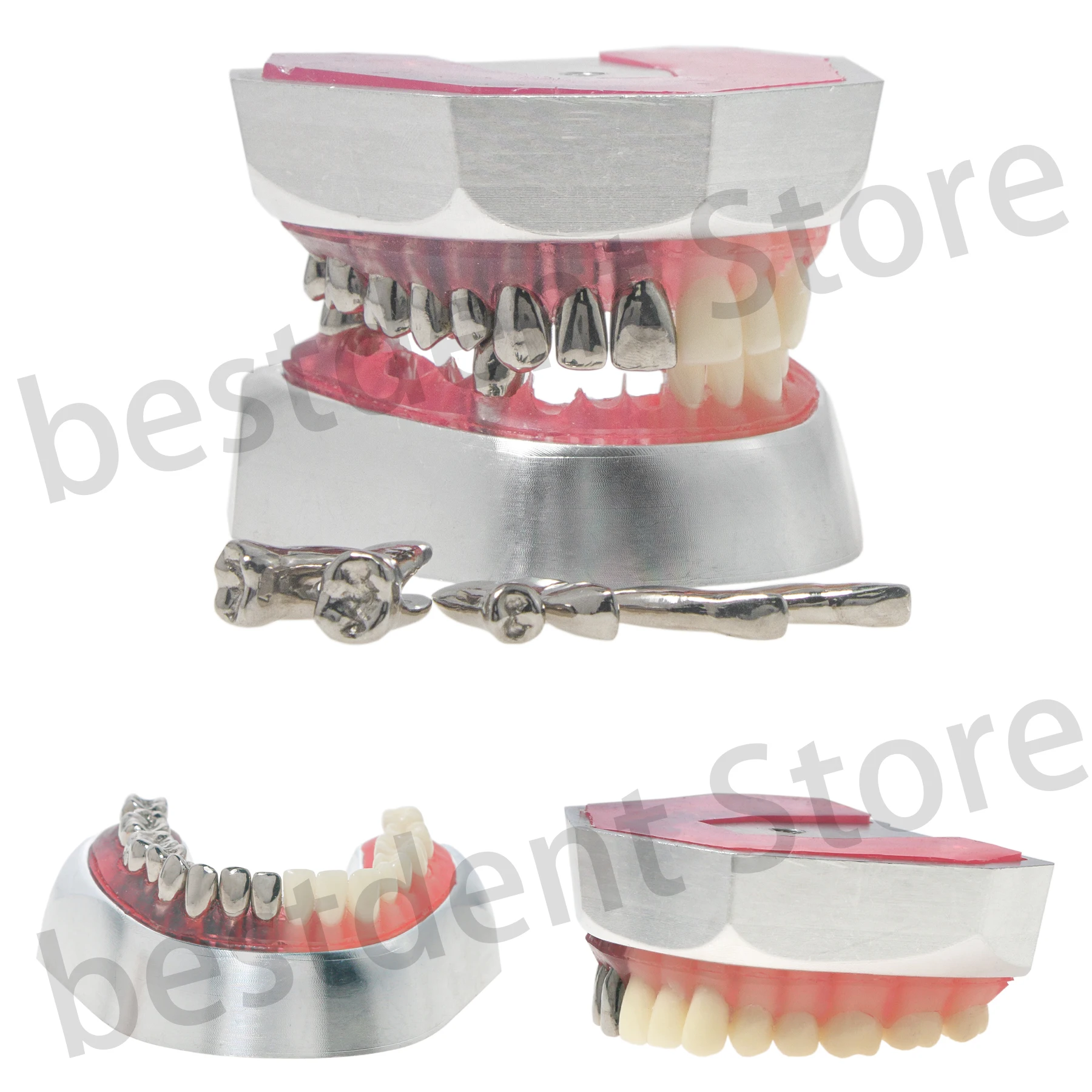 Dental Standard Resin Teeth Model Stainless Steel Base Soft Silcone Gum Stainless Teeth and Resin Teeth M8028