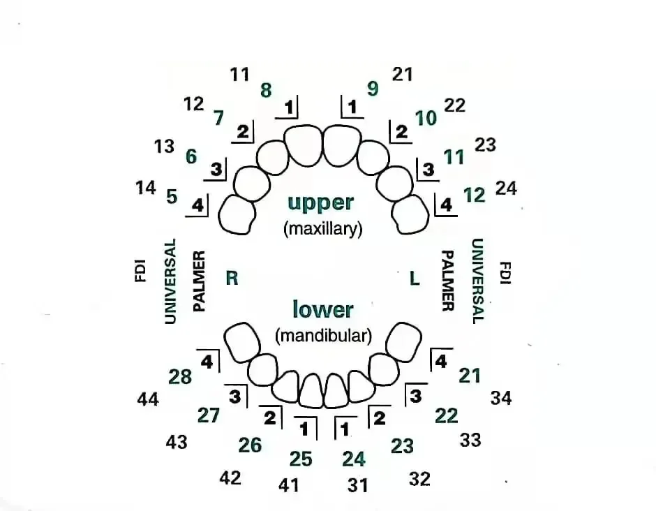 32 pz/set Kit Stampo Dentale Per Impiallacciature In Resina Composita Curatura Leggera Riempimento Denti Anteriori Anteriori Sbiancamento Dei Denti