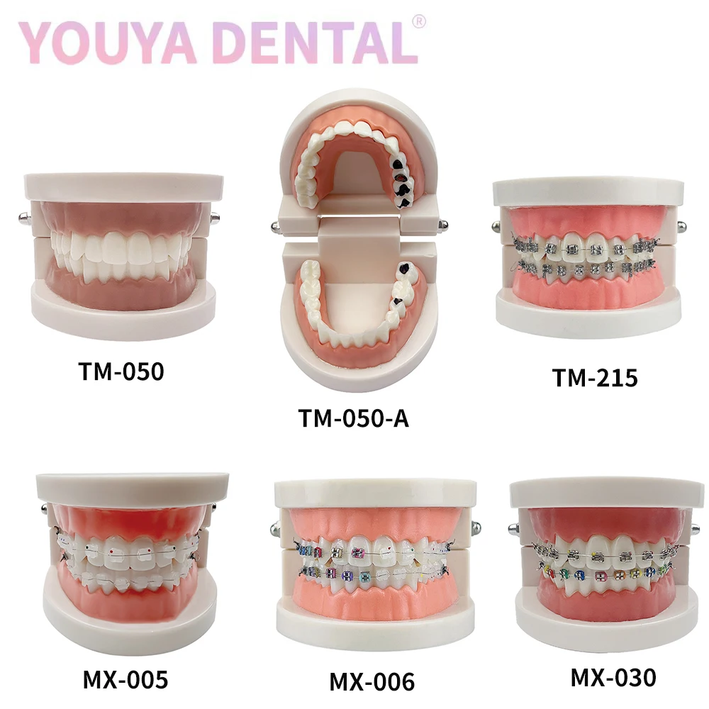 1pc 28-Teeth Standard Tooth Model Orthodontic Tooth Model With Metal Self-Ligating Brackets Ceramic Bracket Teaching Tooth Model