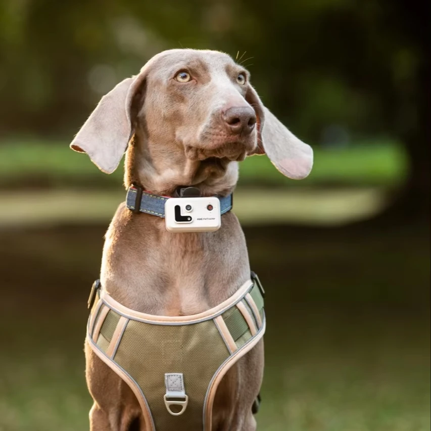Pet Tracker With Multi-Positioning, Safety Fence, and Two-Way Voice Communication