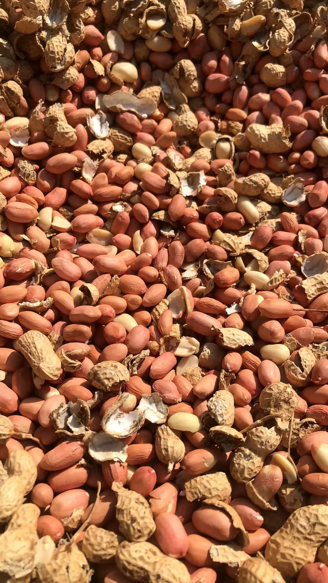 حار بيع متعددة الوظائف الزراعة آلة تقشير الفول السوداني دراس الفول السوداني والمقشر قسط آلات تجهيز الفول السوداني #5