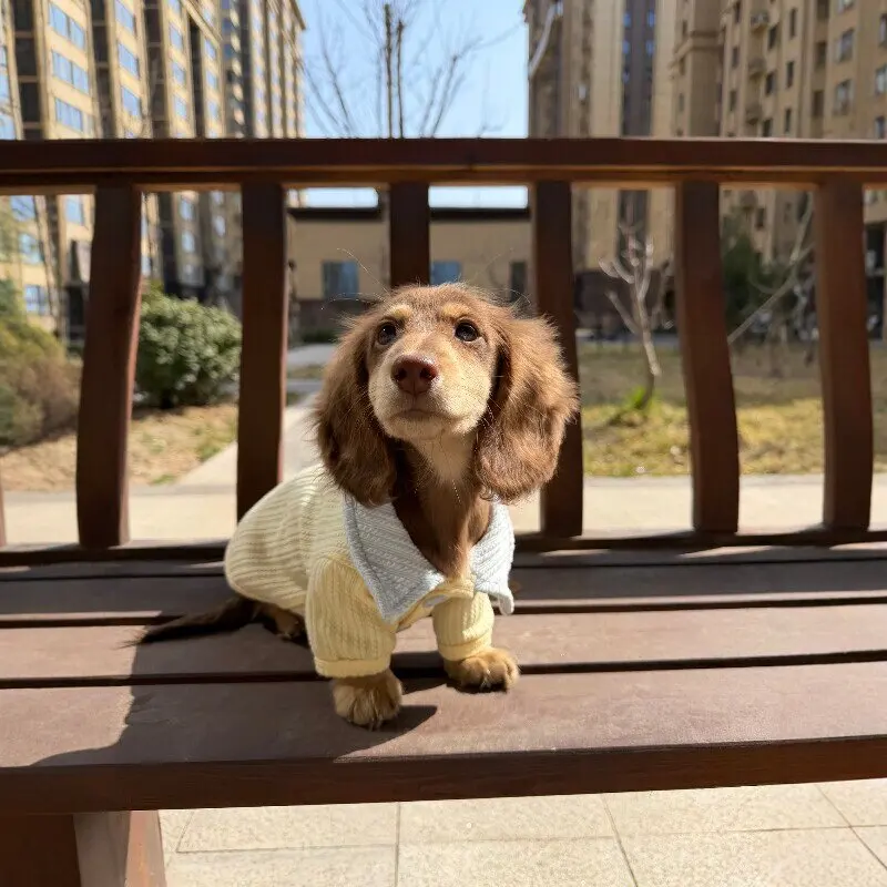 Suéter cálido de punto para perros Dachshund otoño e invierno - imagen 2