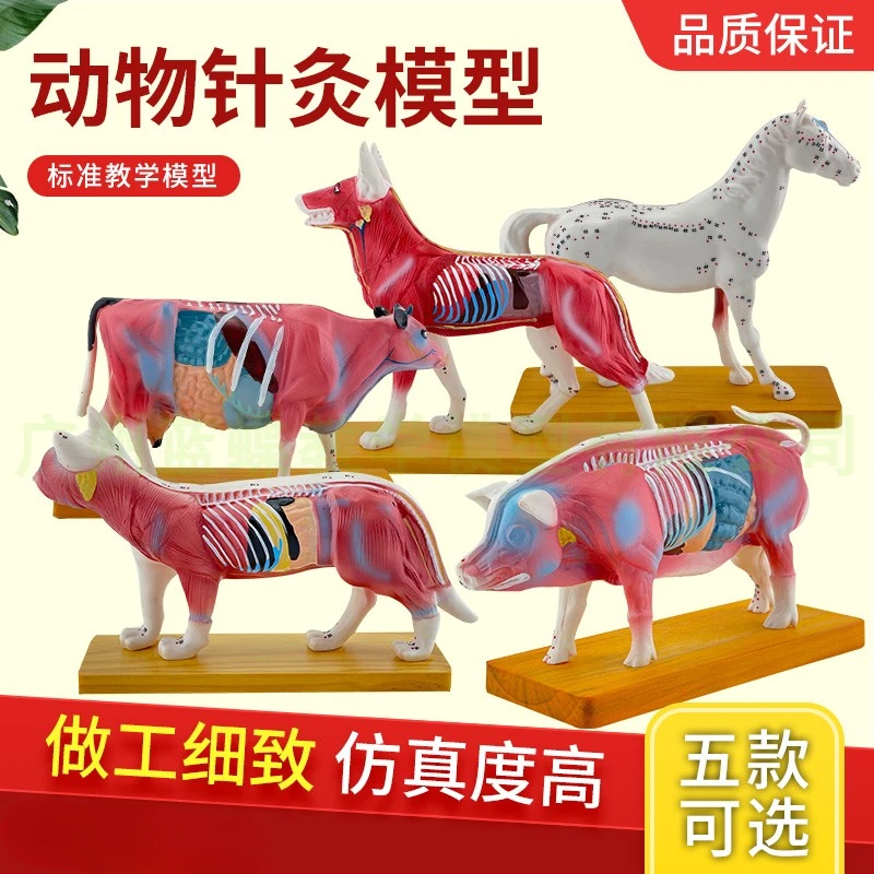 Animal Anatomy Acupoint Model of Dog Body Anatomy Model Veterinary Teaching Model