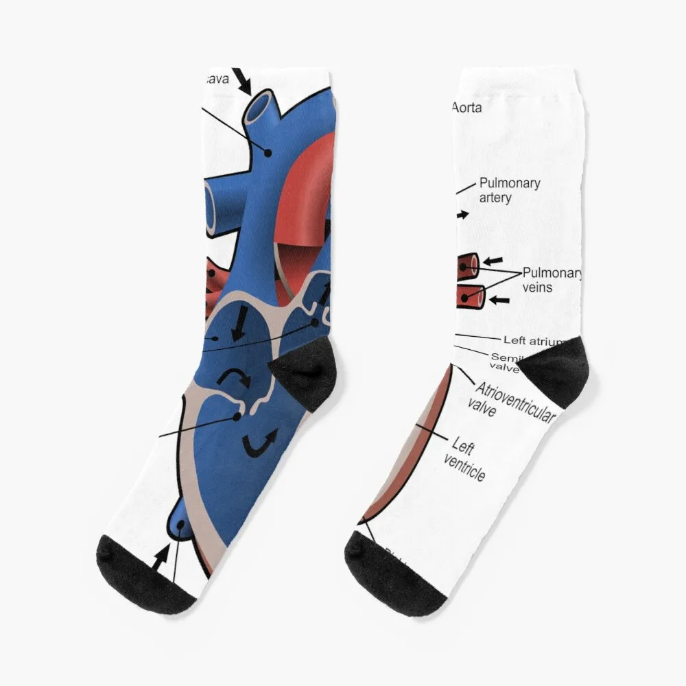 

Cross sectional diagram of the heart. Socks Compression Socks Women