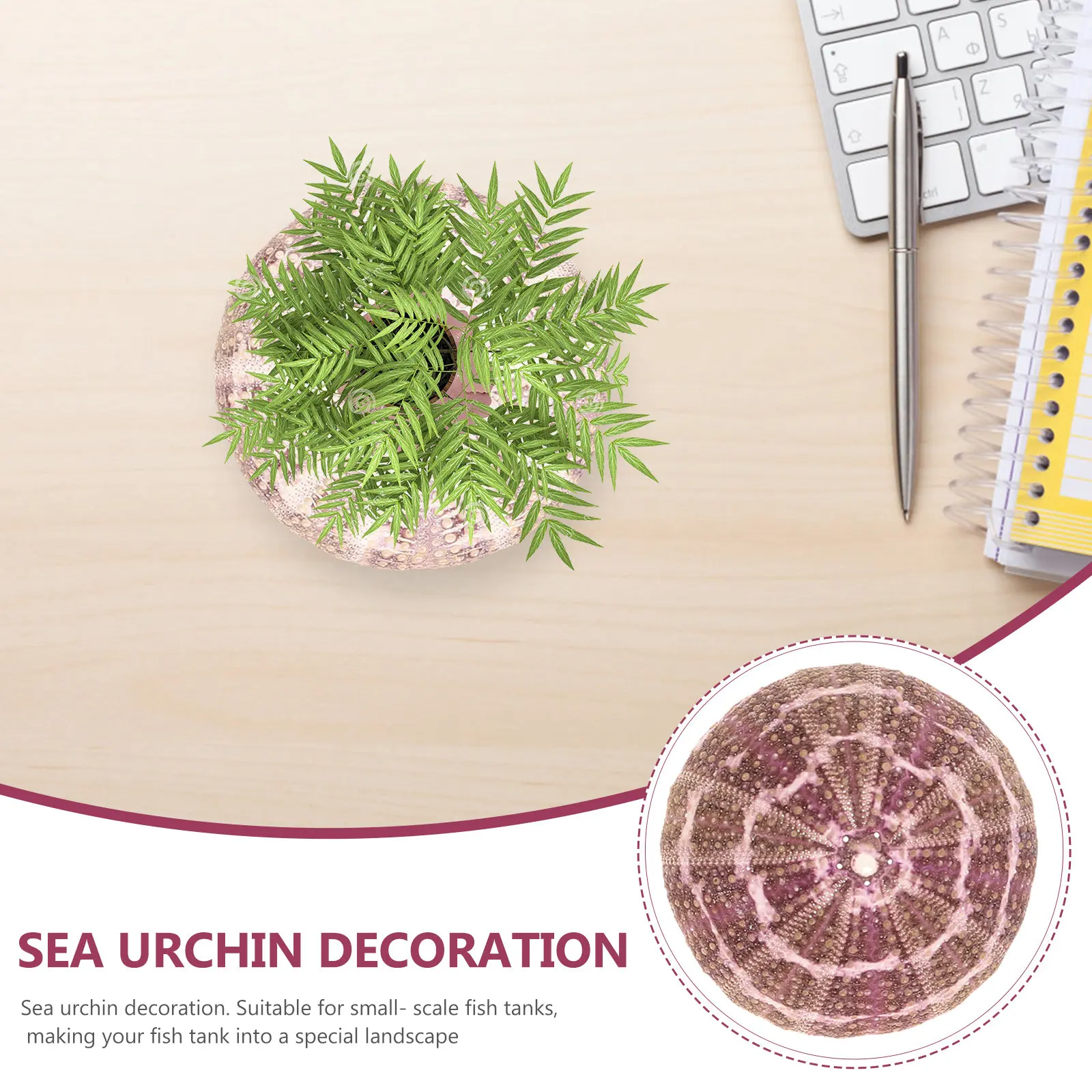 7Pcs Sea Urchin Shell Plant Holders Unique Handpicked Smooth Edges Sea Urchin Air Plant Pots for Hanging Display DIY Crafts Fish