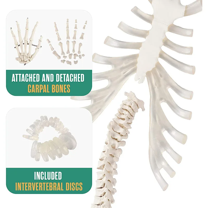 Disarticulated Human Skeleton Model Life Size Skeleton Anatomy Model with 3 Parts Skull, Spine, Ribs, Hand and Foot Bones