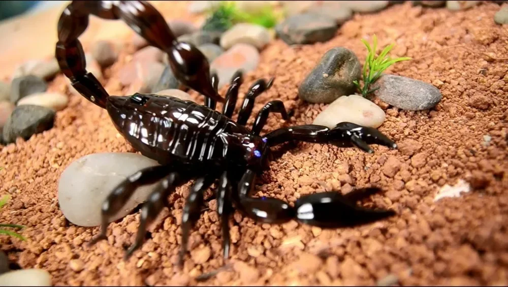 [Funny] Trick electronic pet RC simulation scorpion robotic insect prank toy beetle telecomando smart animal practice jockes