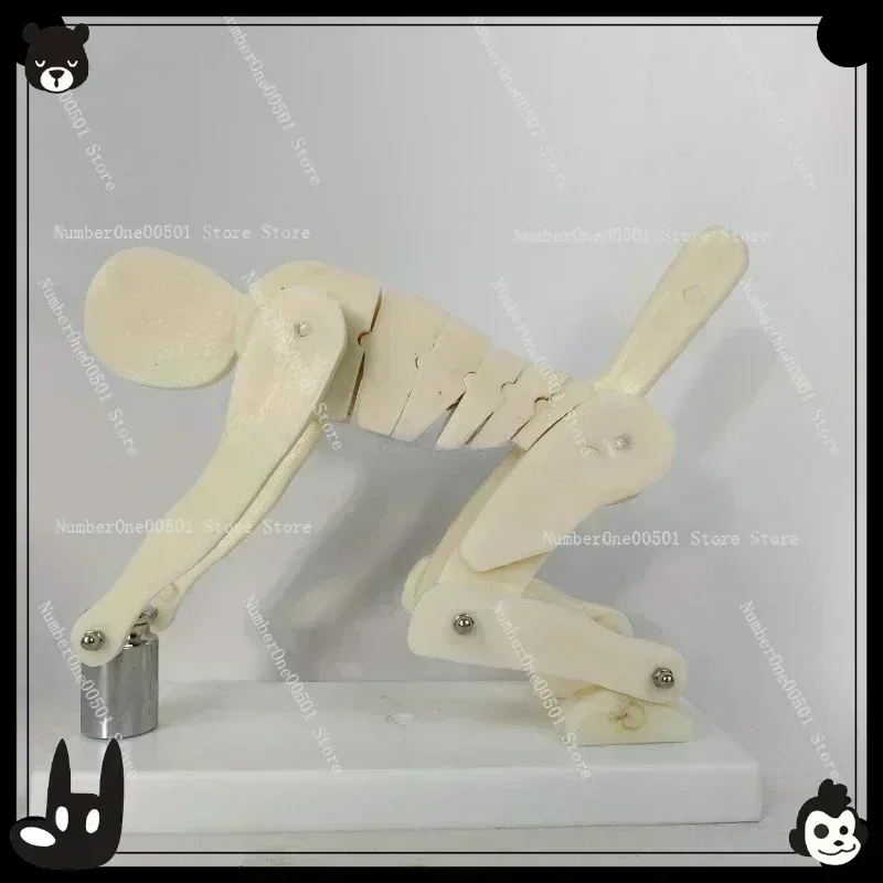 

Human weightlifting simulation model Bend over and squat with heavy objects Operation demonstration Waist health care Fitness