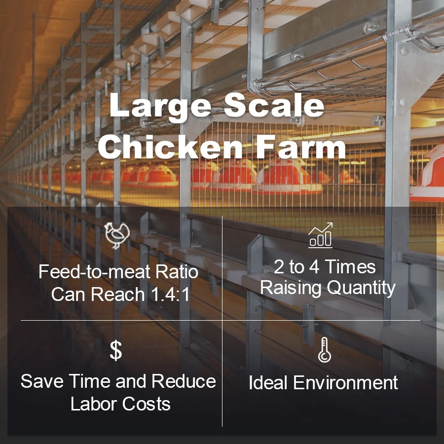 Poultry Farm House 4 Tier A Type Wire Mesh Steel Material Breeds of Broiler Chicken