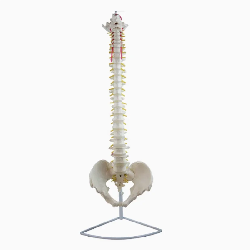 

85cm PVC human spine model, 1:1 human spine model, human skeleton model, flexible