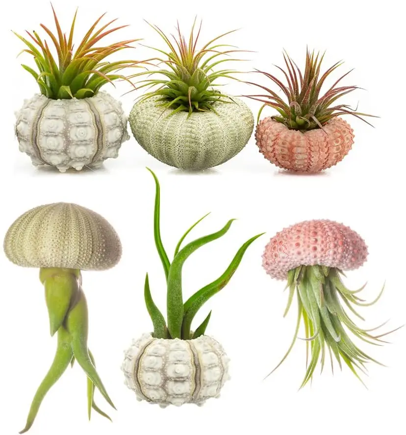 Coquille d'oursin méduse flottante - plante aérienne de tillandsia vivante - plante aérienne suspendue - cadeau de décoration de salle de bain maison mousse espagnole caput - Canada Coquille d'oursin méduse flottante - plante aérienne de tillandsia vivante - plante aérienne suspendue - cadeau de décoration de salle de bain maison mousse espagnole caput - Canada