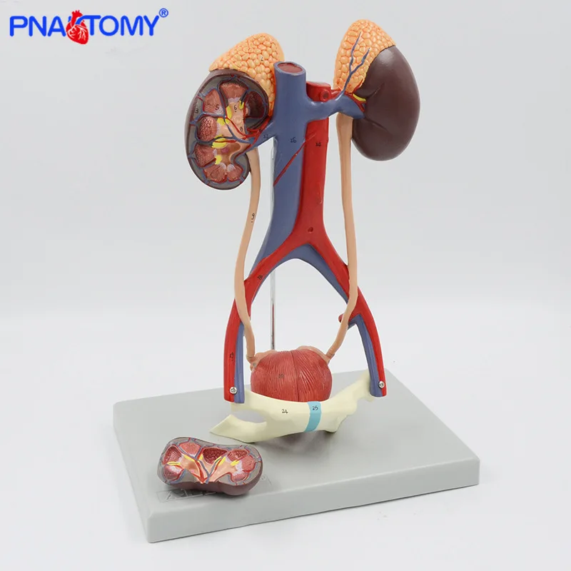 Urinary system model kidney anatomy bladder arteriovenous urology display props human organs teaching dissolving