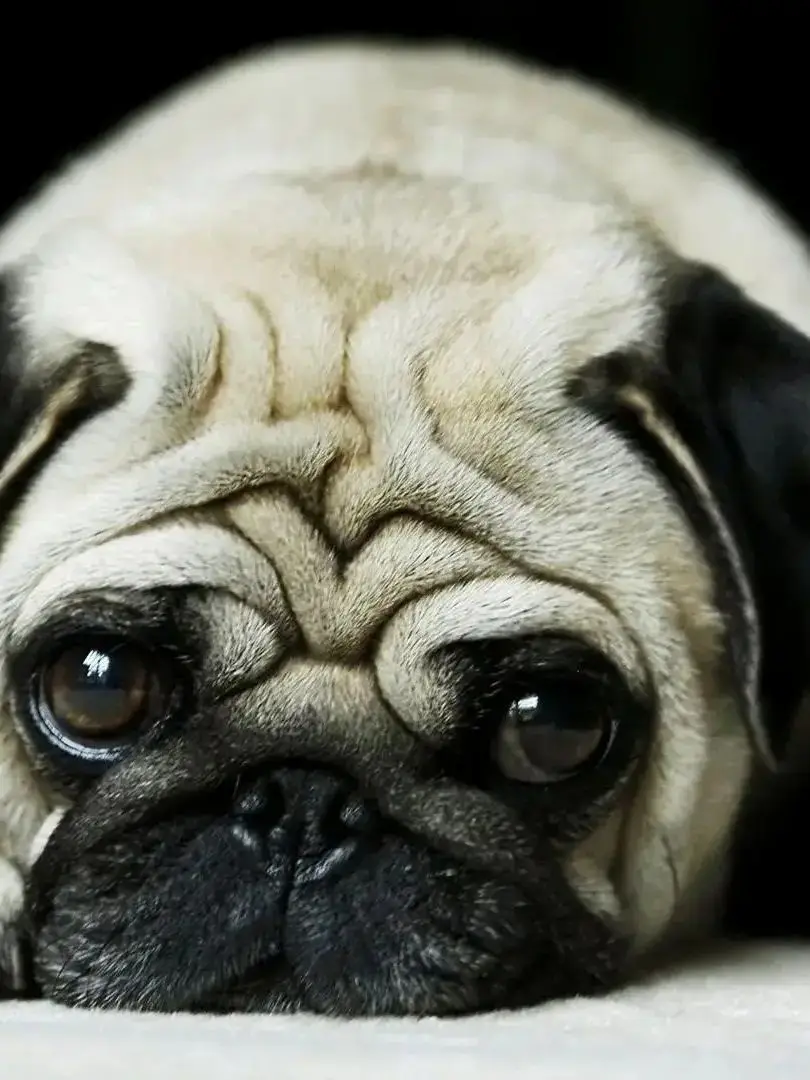 

Shanyuan_tesg_english