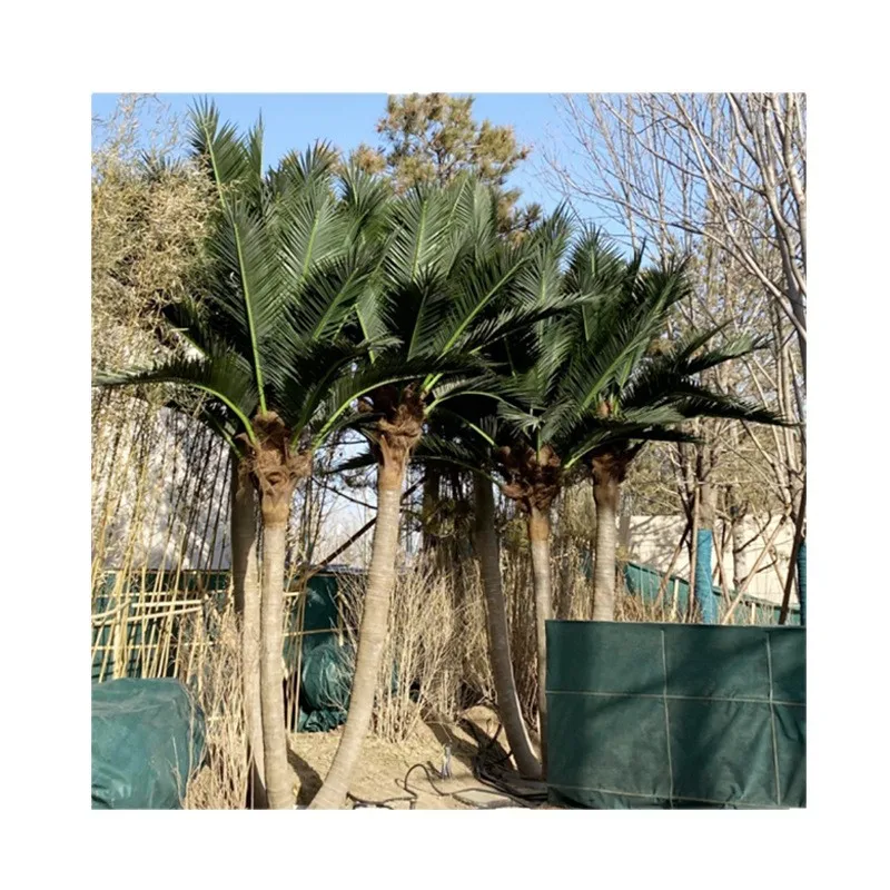 

Simulation, coconut tree, large, coconut, date palm, outdoor, landscape, landscaping