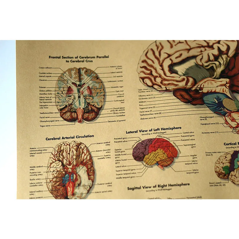 51X35Cm Het Skelet Van Het Lichaam Structuur Hersenen Zenuwstelsel Poster Medische Room Decor Schilderen Kraftpapier Vintage muursticker