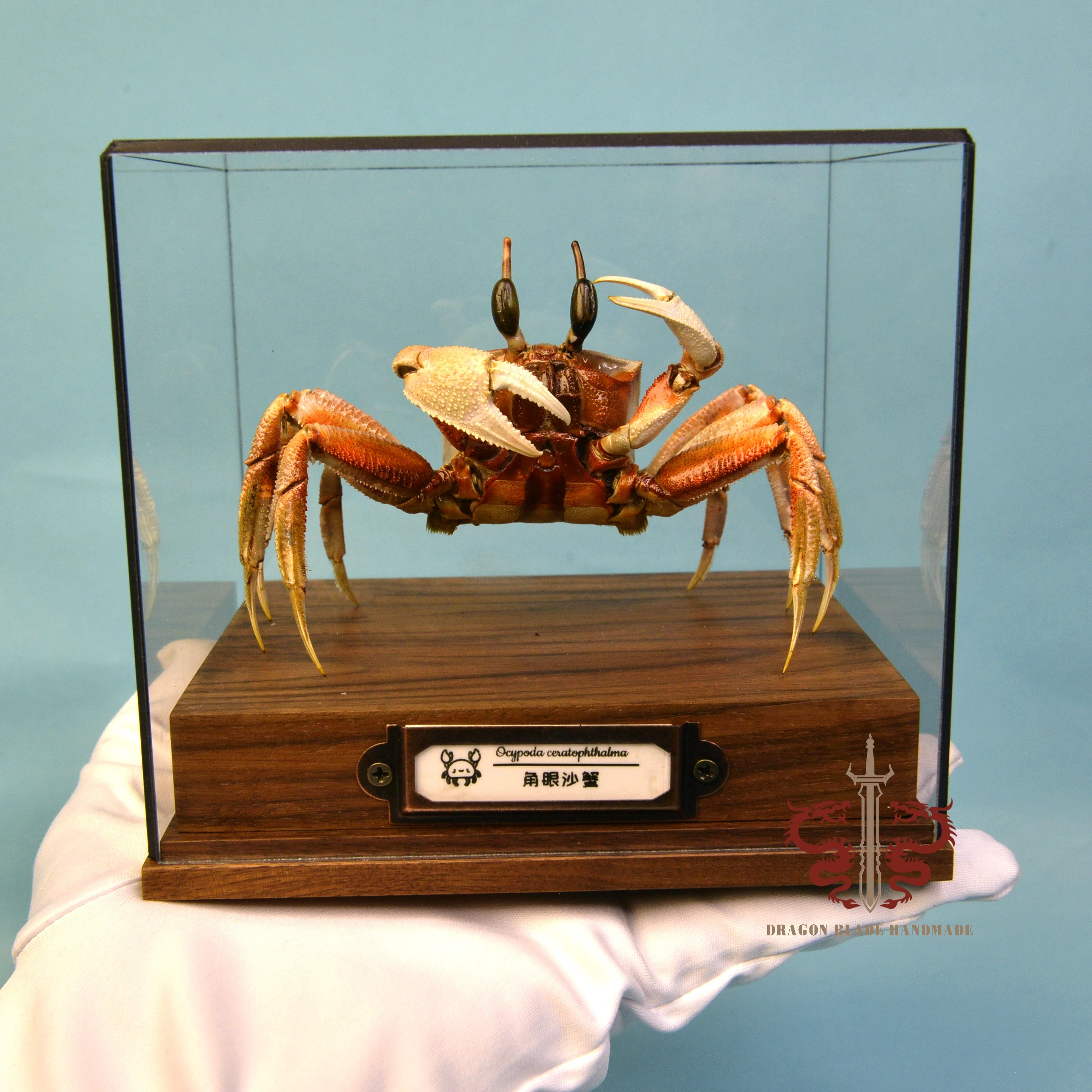 Crab specimen Ocypoda ceratophthalma, museum-quality taxidermy & display box, Collection Home Decor Ornament Desk Decoration