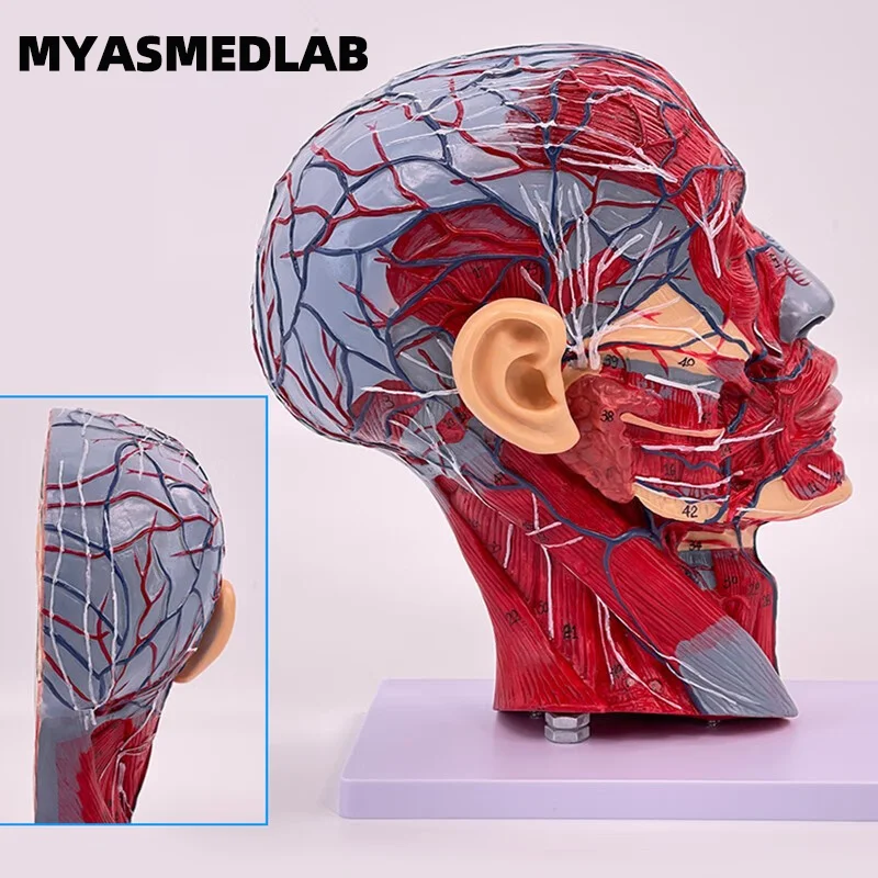 Modelo de sección media sagital de la cabeza, accesorio Vascular y nervioso, anatomía Cervical, estructura del músculo Facial