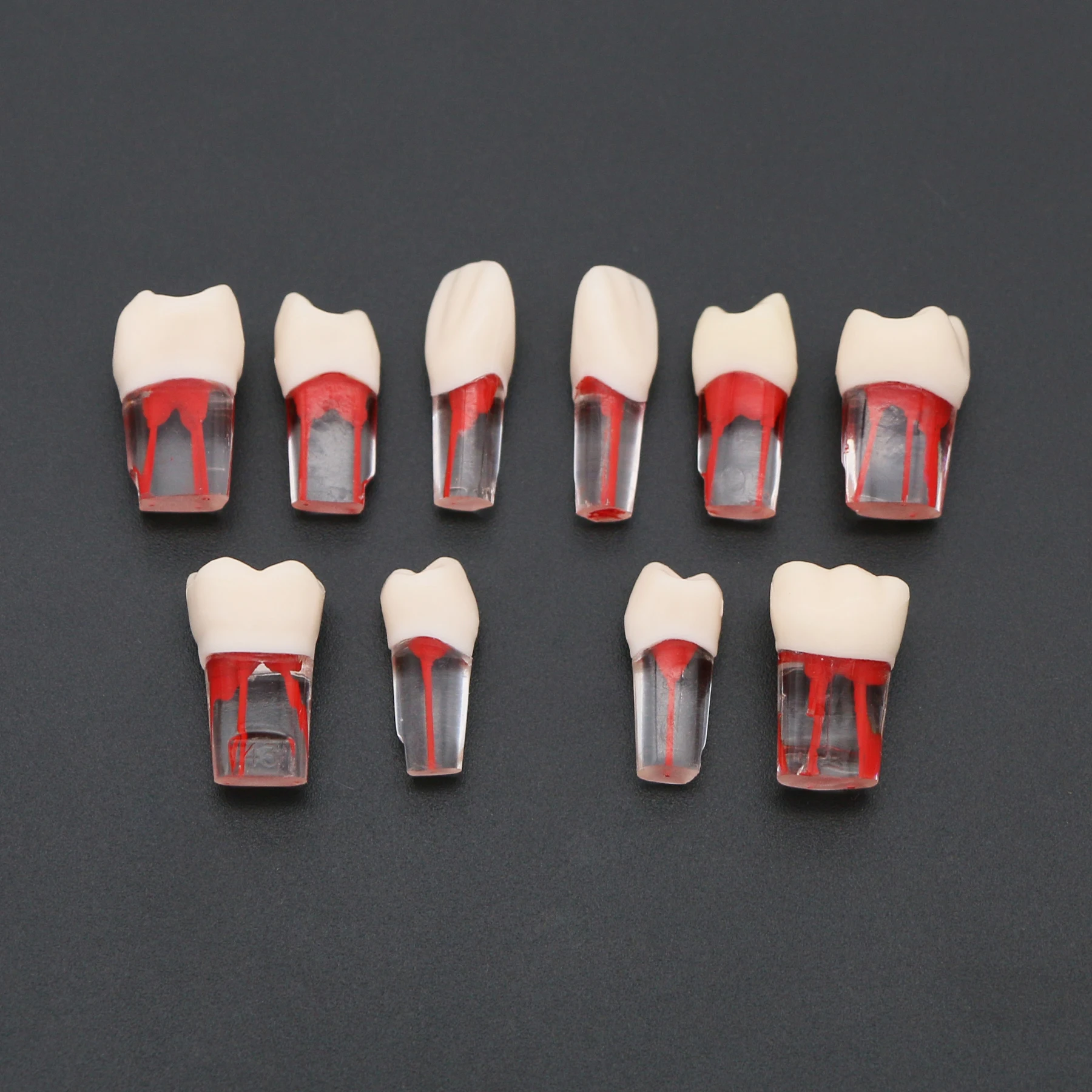 

10PCS Dental Endodontic Root Canal RCT Practice Pulp Cavity Endo Exercise Clear Resin Teeth/Tooth Model for Teaching Study