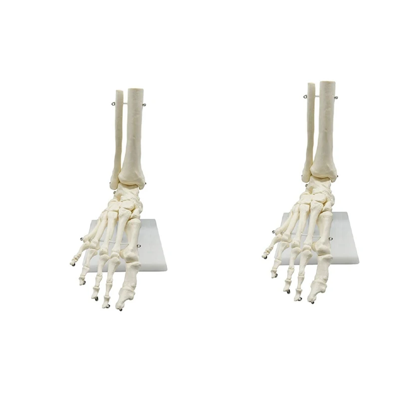 

2X 1:1 Human Skeleton Foot Anatomy Model Foot And Ankle With Shank Anatomical Model Anatomy Teaching Resources