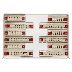 Dental Oral Materials Teaching Model A2 of Maximum Standard Size Teeth Upper and Lower Model for Replacement Orthodontic