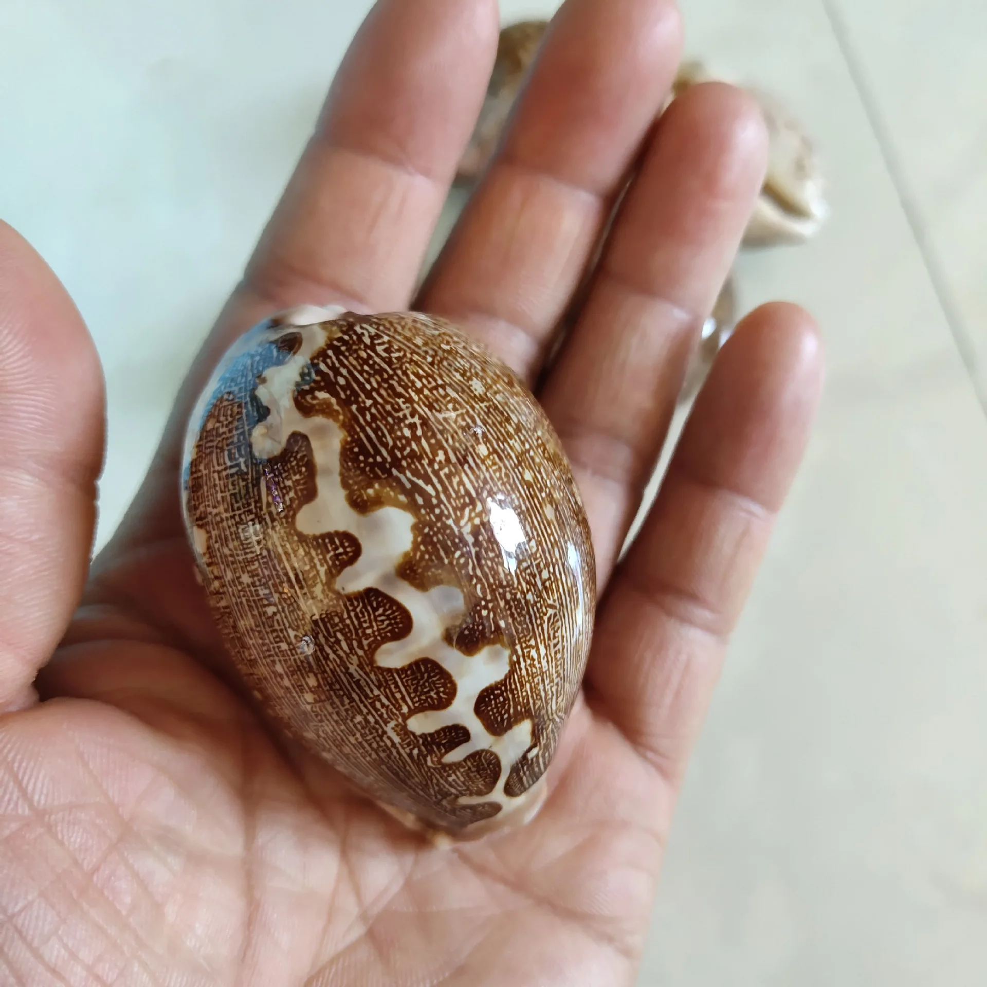 Leporicypraea mappa mappa,Natural Shell Crafts Map Cowrie, Shell Cowrie, 6-8cm, Boutique Collection, Wholesale