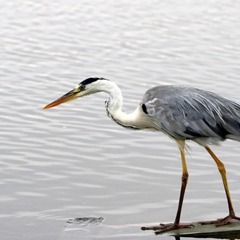 

Металлический обновленный корпус задней оси для WLtoys 12428 12423 12427 12428-A 12428-B 12428-C FeiYue 1/12, детали радиоуправляемого автомобиля