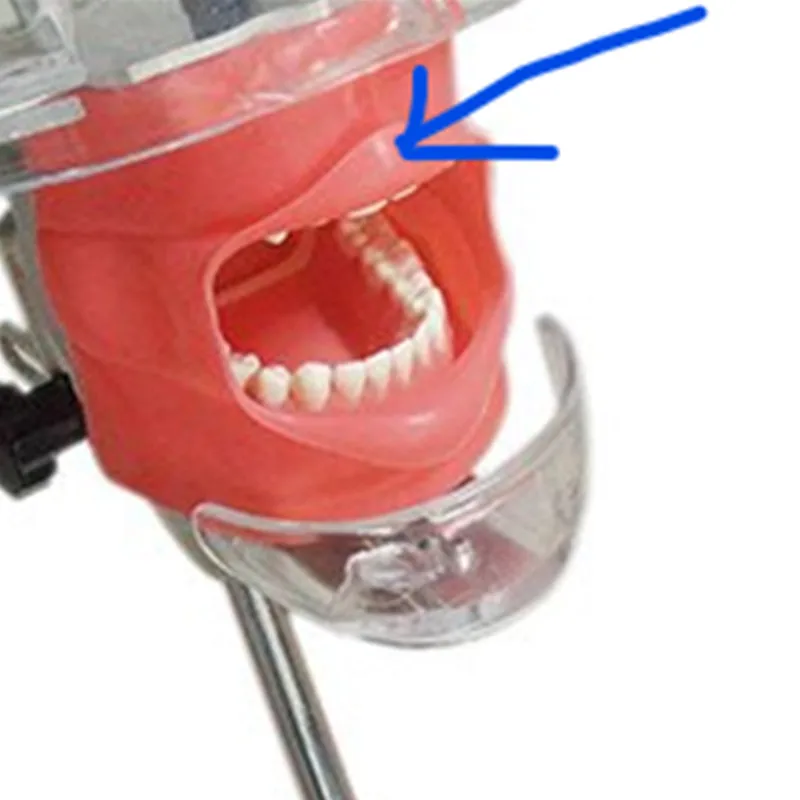 Dental Phantom Head Teeth Model with Replaceable Silicone Mask for Teaching And Training Ideal for Student Practicing