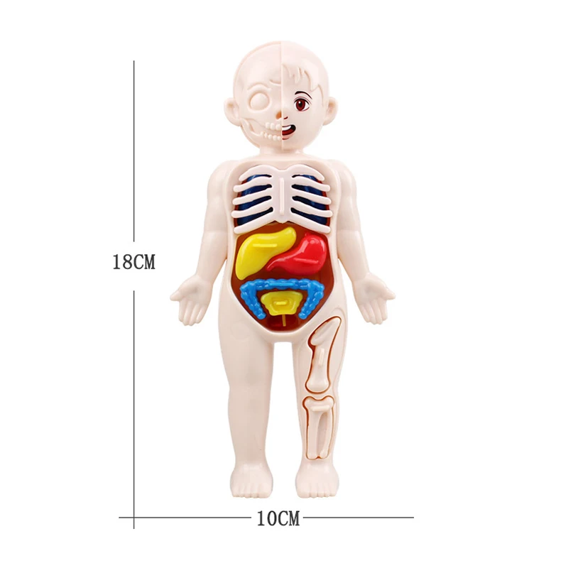 Juego de 13 Uds de juguetes Montessori para niños, educación científica, modelo de anatomía de órganos del cuerpo humano, juguetes médicos