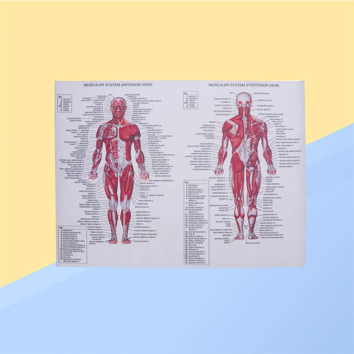 Human Muscular System Silk Poster Anatomical Hanging Picture Room Decoration for Home School Hospital Restaurant (44x33cm)