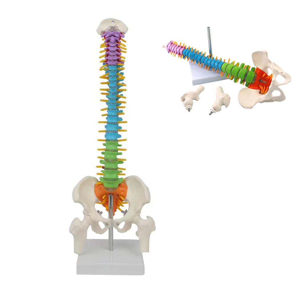 

45CM Human Spine with Pelvic Model Anatomical Anatomy Spine Medical Model School Medical Teaching Science Supplies Wholesale