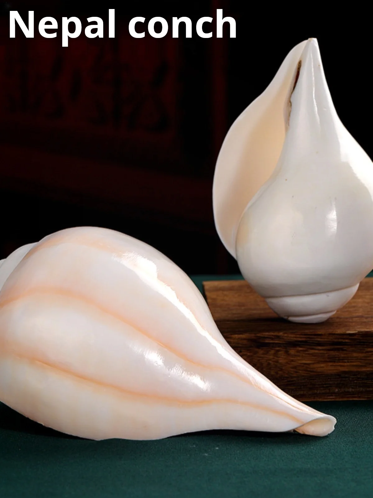 Nepalese Sacred Conch Shell - Natural White Left or Right Handed Buddhist Ritual Item, Tibetan Tantric Offering