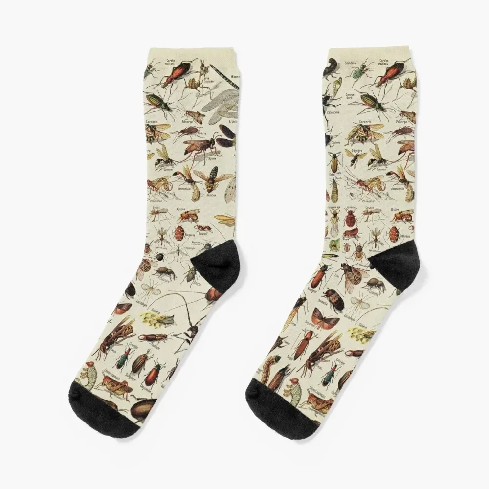 

Insects Chart. Scientific Illustration, text in french Socks set professional running christmas gifts Women Socks Men's