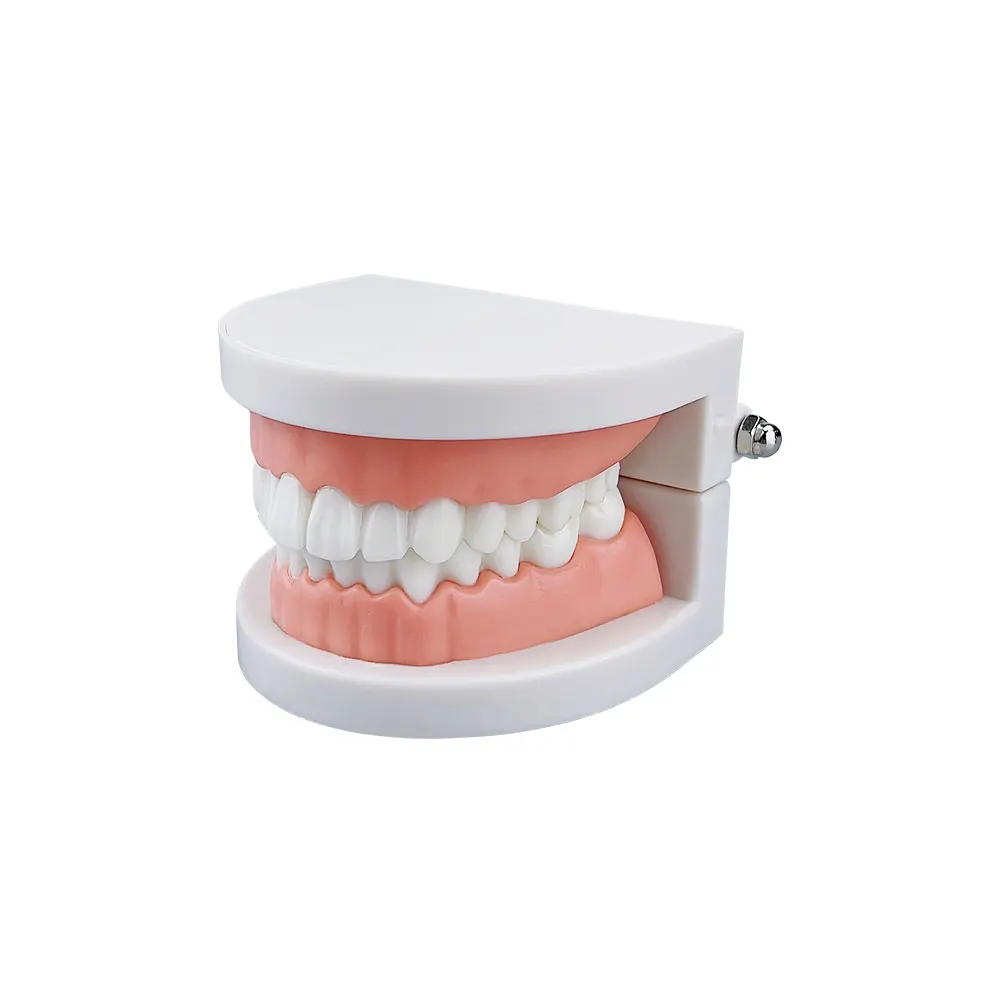 Dental Model Cheap Standard Teeth Teaching Model Teeth Model Dental types For Dentist Dental Students Studying Education Display