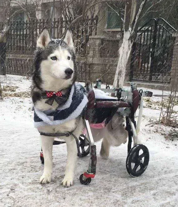 Dog Wheelchair Large Forelimb Wheelchair Paralysis Rehabilitation Exercise Car Disabled Dog Rear Leg Four-Wheel Scooter