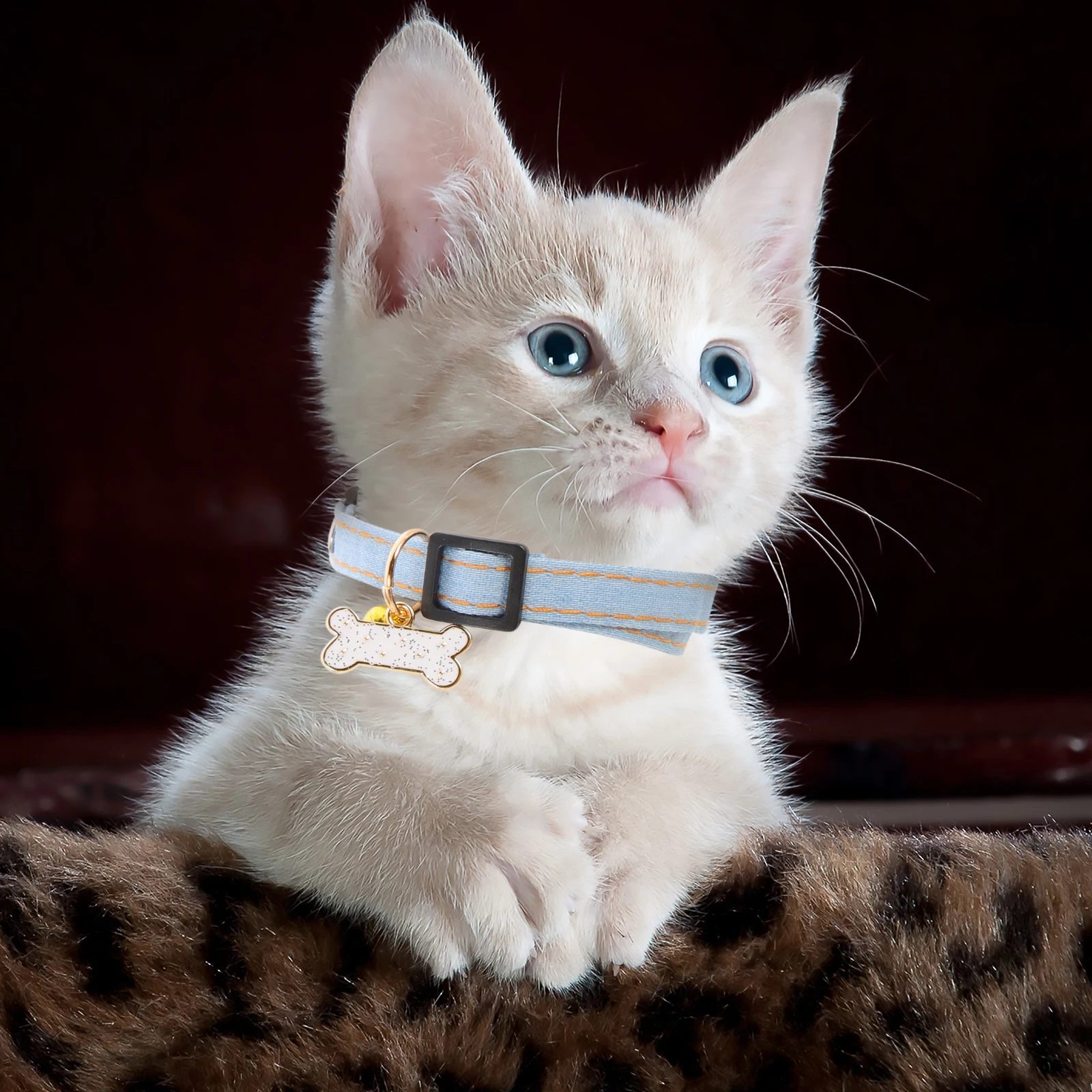 

2 Pcs Cat Collar Kitten Adjustable Halloween Fancy Bell Male Cats Pet Training Hunting Walking Cute Small Large