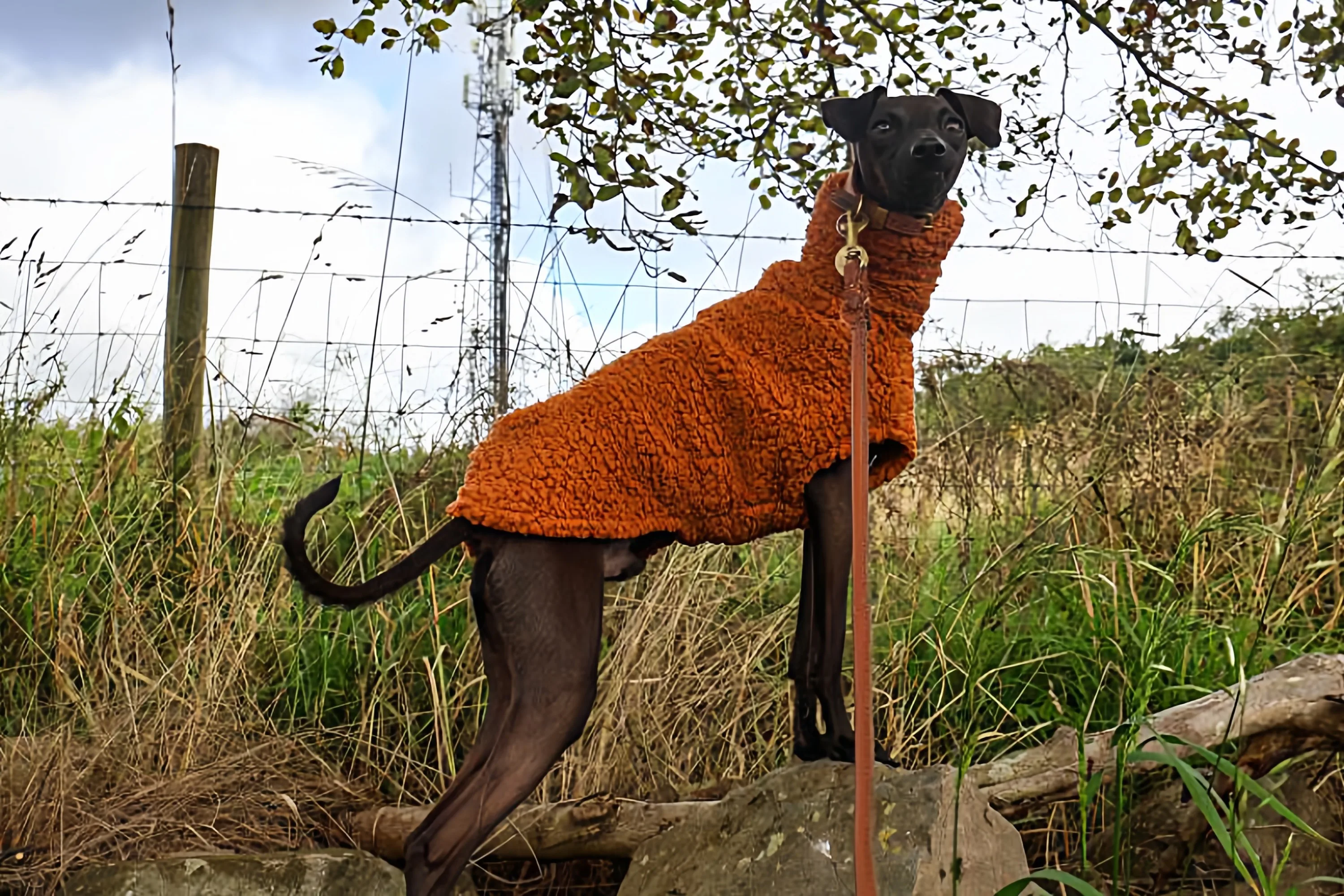 Winterlicher orangefarbener Fleece-Pullover für Whippet-Hunde, hochgeschlossener, dicker, warmer Sweatshirt mit Ärmeln für ungarische spanische Windhundkleidung – Detail 7