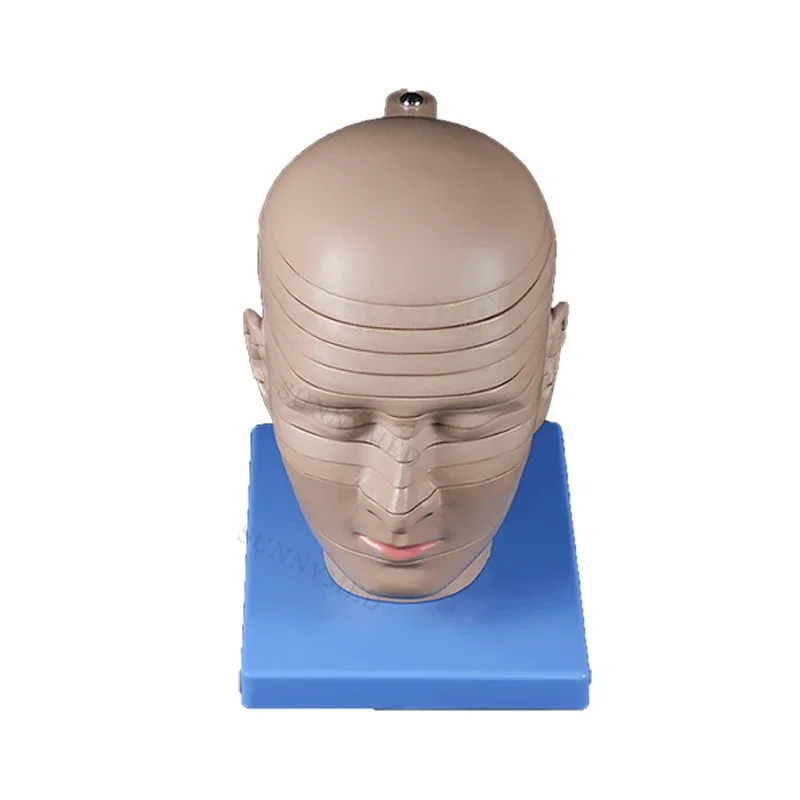 SY-N087 Horizontal section brain anatomical model  medical teaching model rotating style of brain anatomy