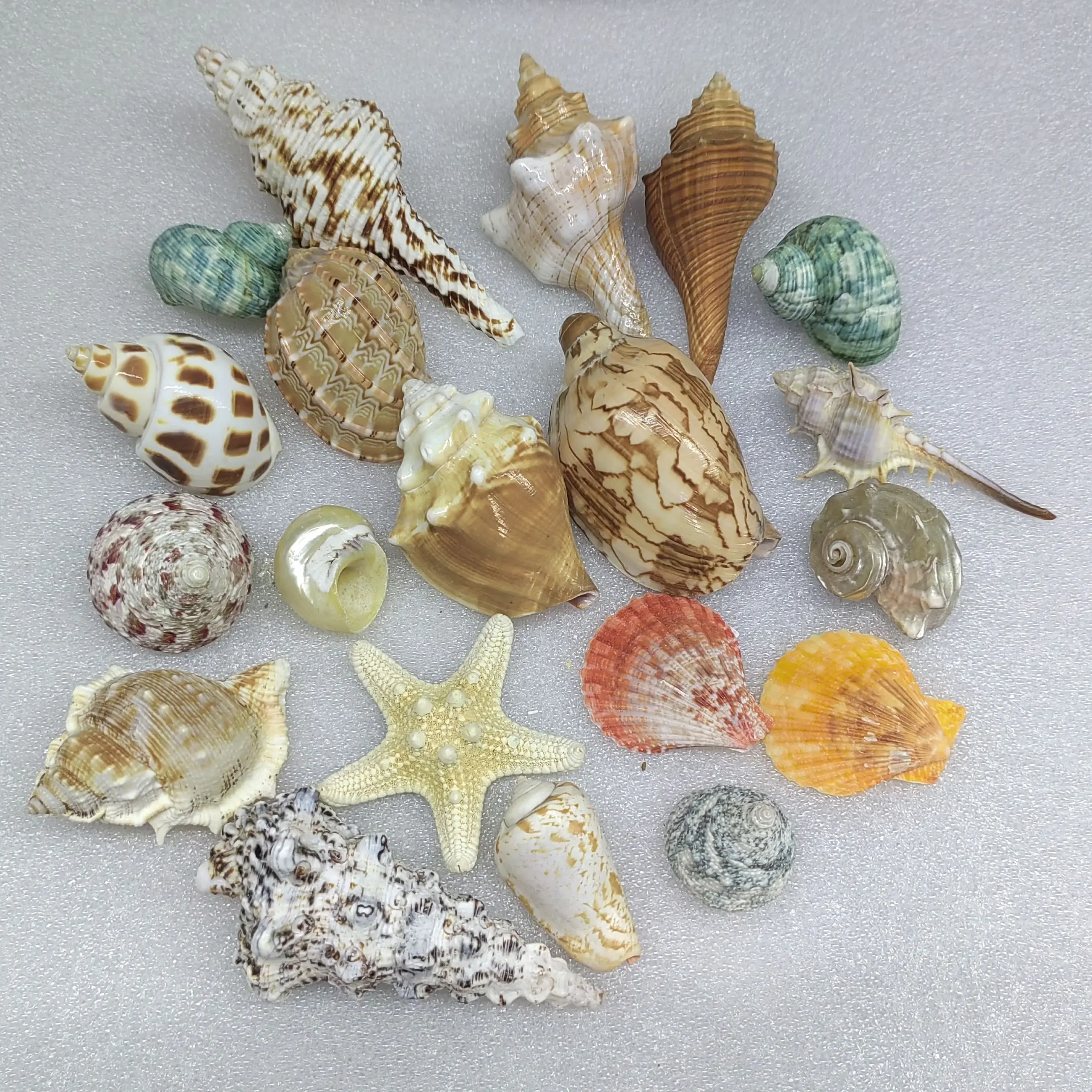 Shells Conches Natural Specimens Snails Starfish Gift Boxes 3-10cm Hermit Crab Shell Replacement Popular Science on Marine Life