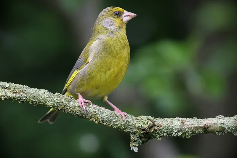 

Haiboxing 2103 4WD Drift RC Car RTR — 2,4 ГГц, матовый двигатель 390, скорость 35 А, гироскоп + водонепроницаемый, светодиодные фонари