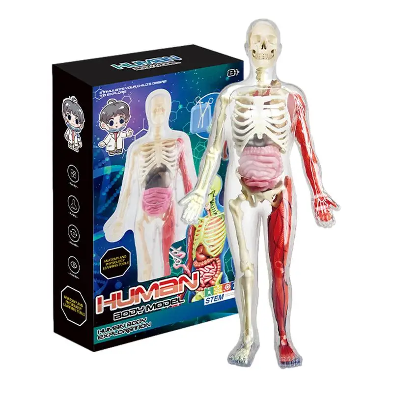 3D Human Body Model Torso Model Educational Assembly Early Learning DIY Kids Toys Skeleton Anatomy Organ Teaching Tool supplies