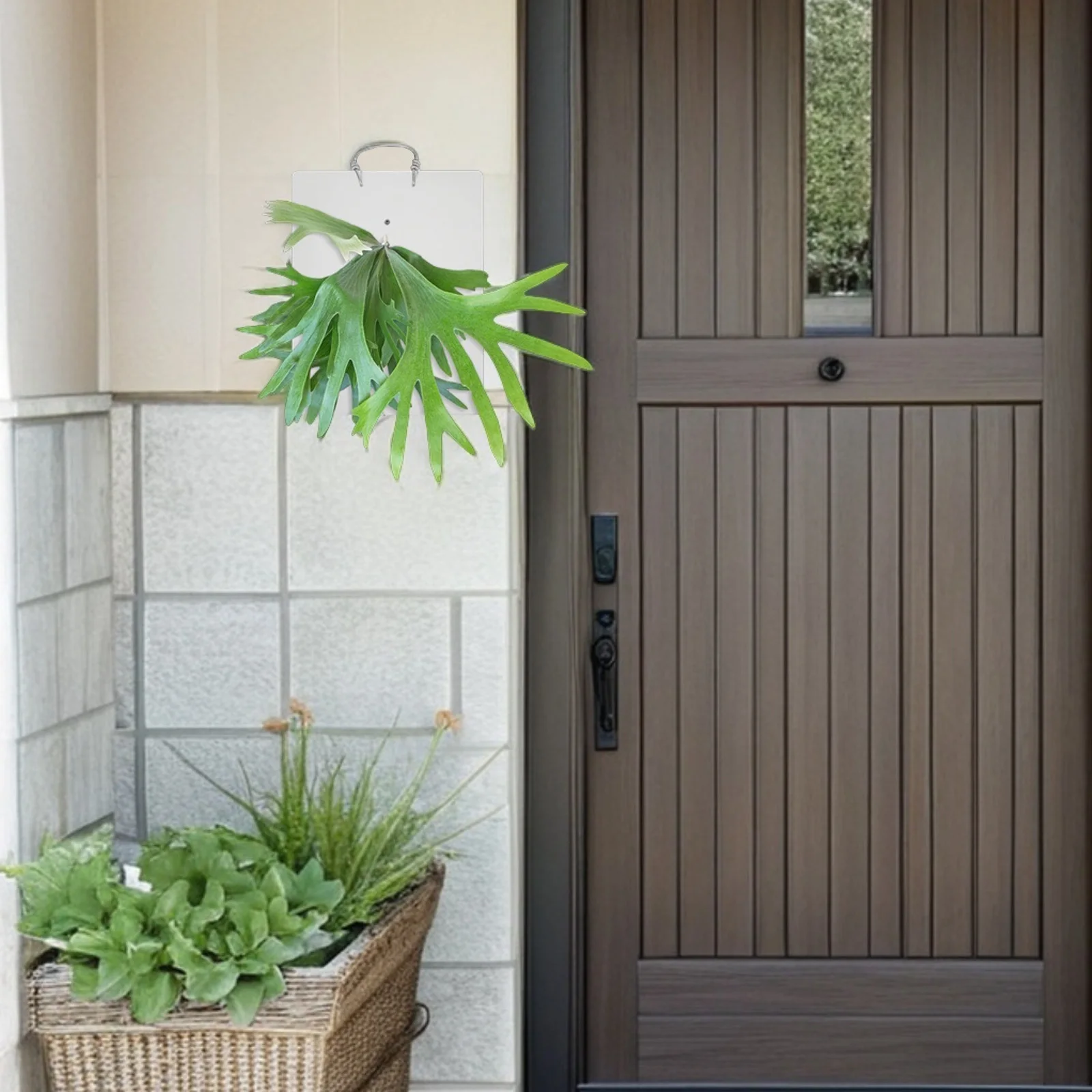 Fern Mounting Board Acrylic Plant Board for Wall Display Decorative Vertical Garden Wall Planter Air Plants Orchids