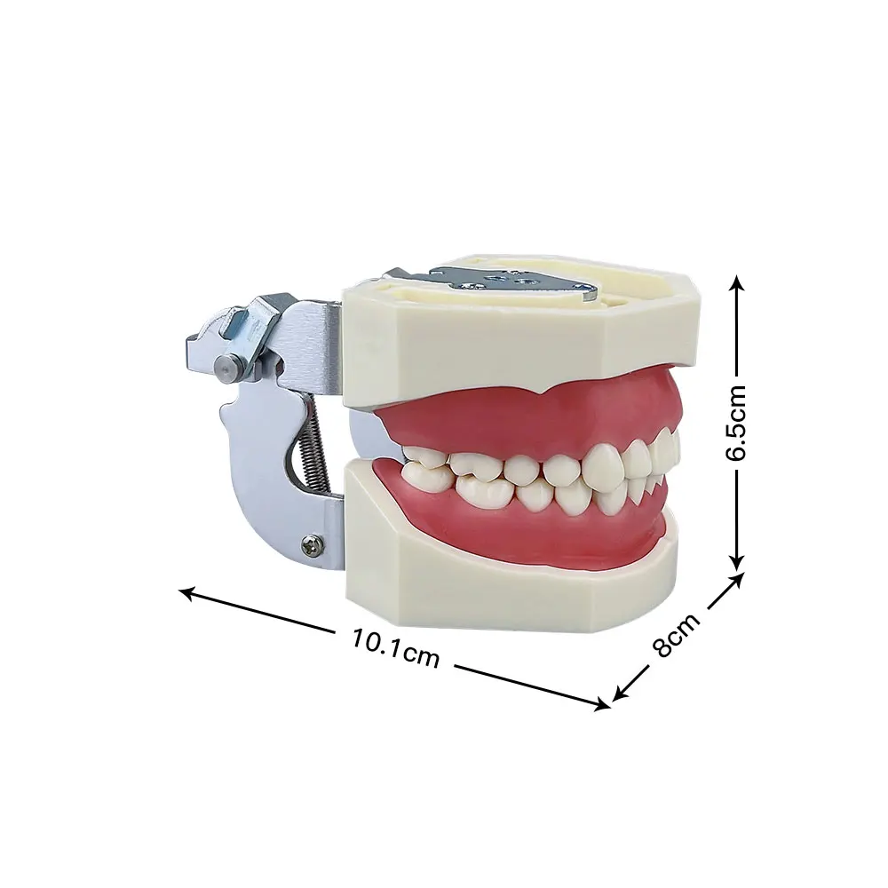 Model zębów dentystyczny Model zęba z 28 szt. Zdejmowanymi zębami typu typodonta narzędzia edukacyjne dla lekarza i pacjenta