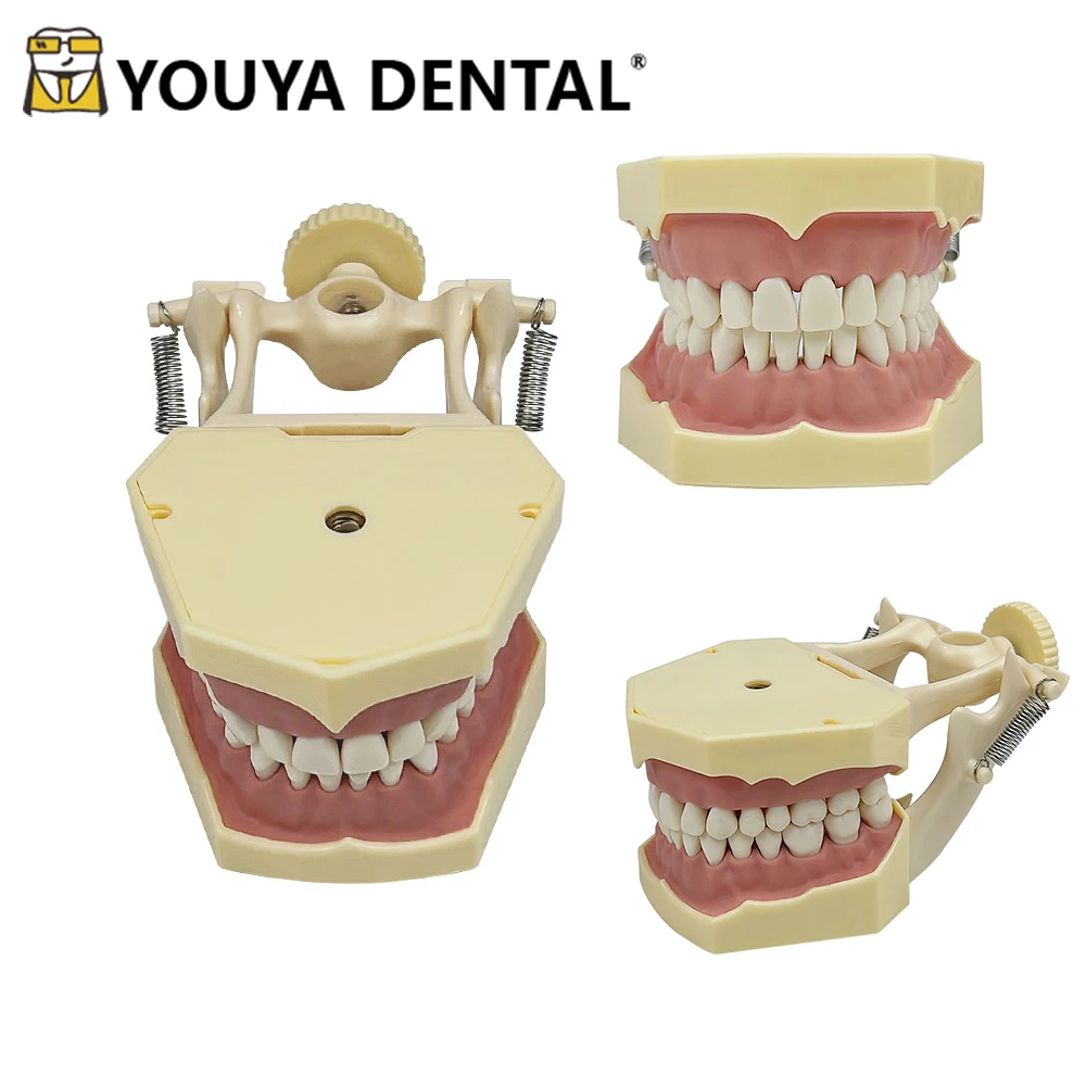 Standard Teeth Model Dental Practice Model for Dental Teaching Studying Doctor-patient Communication Tools