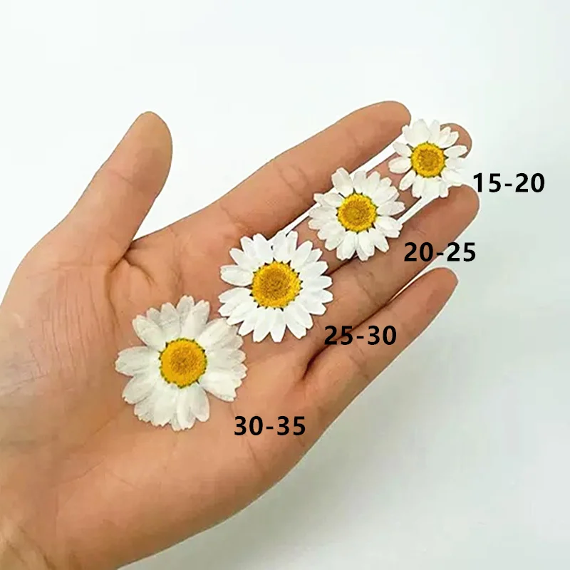 Pressed Flower Frame - 100PCS Natural White Crystal Chrysanthemum Daisy